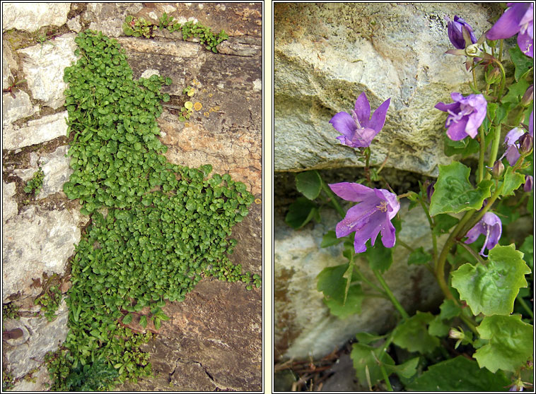 Adria Bellflower, Campanula portenschlagiana