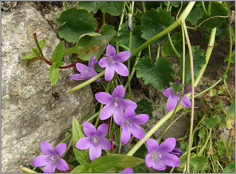 Adria Bellflower, Campanula portenschlagiana