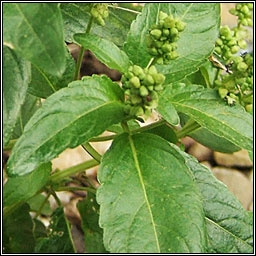 Annual Mercury, Mercurialis annua, Lus glinne beag