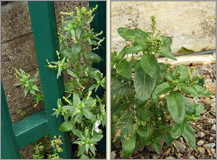 Annual Mercury, Mercurialis annua, Lus glinne beag