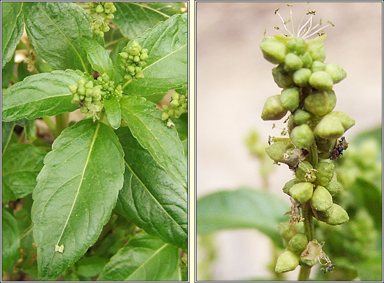 Annual Mercury, Mercurialis annua, Lus glinne beag