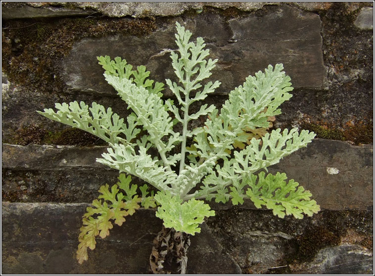 Jacobaea x albescens, Silver Ragwort x Common Ragwort