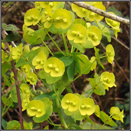 Wood Spurge, Euphorbia amygdaloides, Lus Oilealla