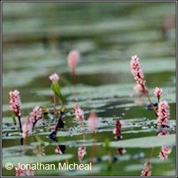 Amphibious Bistort, Persicaria amphibia, Glineach uisce