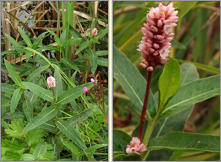 Amphibious Bistort, Persicaria amphibia, Glineach uisce