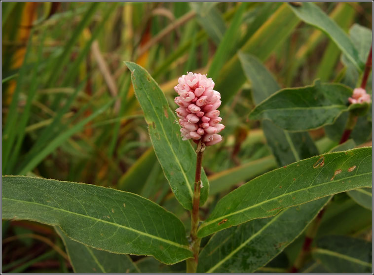 Amphibious Bistort, Persicaria amphibia, Glineach uisce