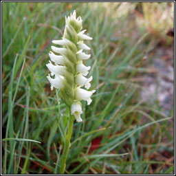 Irish Lady's-tresses, Spiranthes romanzoffiana, Ciln gaelach