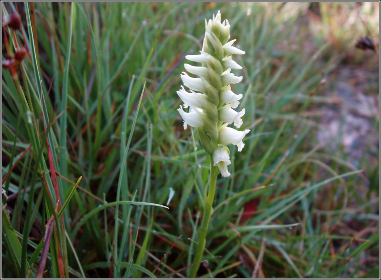 Irish Lady's-tresses, Spiranthes romanzoffiana, Ciln gaelach