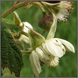 Raspberry, Rubus idaeus, S craobh