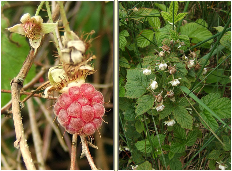 Raspberry, Rubus idaeus, S craobh