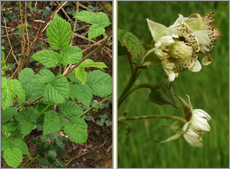 Raspberry, Rubus idaeus, S craobh