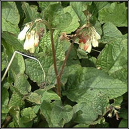 Creeping Comfrey, Symphytum grandiflorum