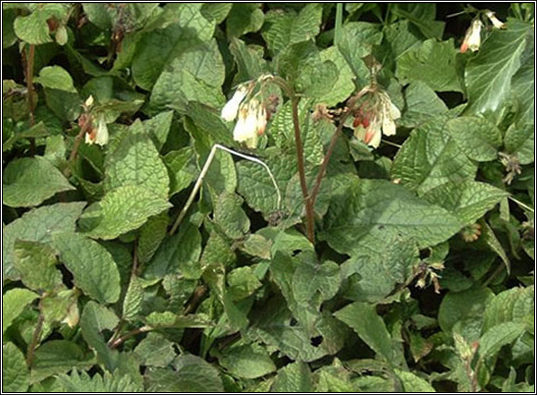 Creeping Comfrey, Symphytum grandiflorum