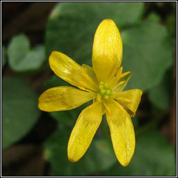 Bulbous Celandine, Ficaria verna subsp verna