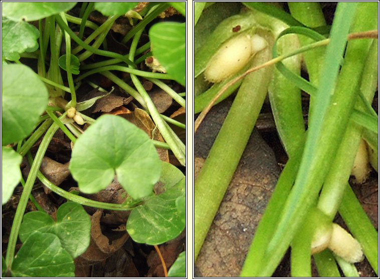 Bulbous Celandine, Ficaria verna subsp verna