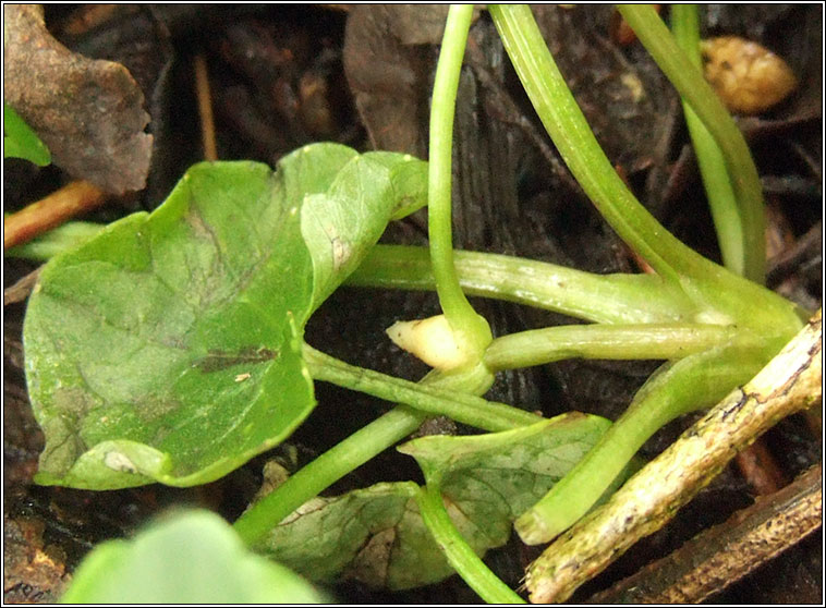 Bulbous Celandine, Ficaria verna subsp verna