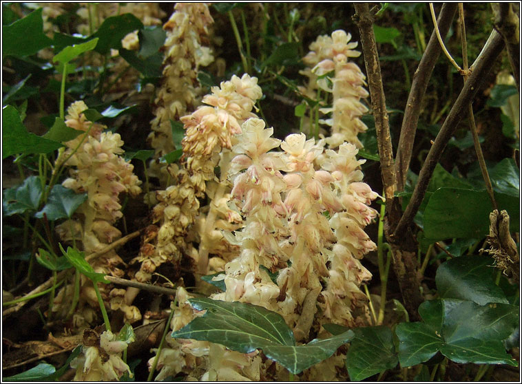 Toothwort, Lathraea squamaria, Sln fiacal