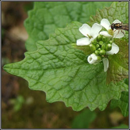 Garlic Mustard, Alliaria petiolata, Bchoinneal