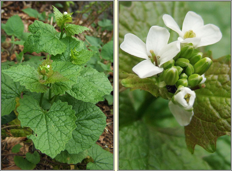 Garlic Mustard, Alliaria petiolata, Bchoinneal