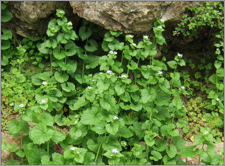 Garlic Mustard, Alliaria petiolata, Bchoinneal