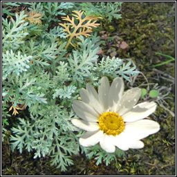 Sicilian Chamomile, Anthemis punctata