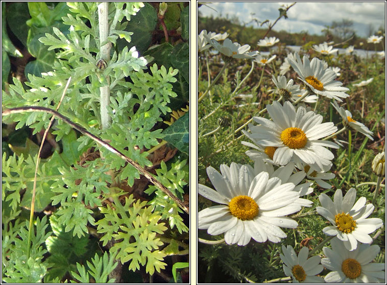 Sicilian Chamomile, Anthemis punctata