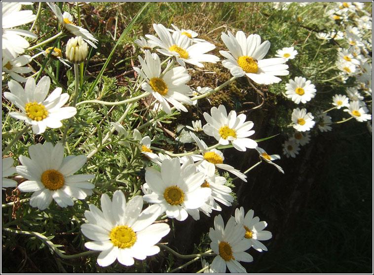 Sicilian Chamomile, Anthemis punctata