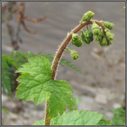 Fringe-cups, Tellima grandiflora