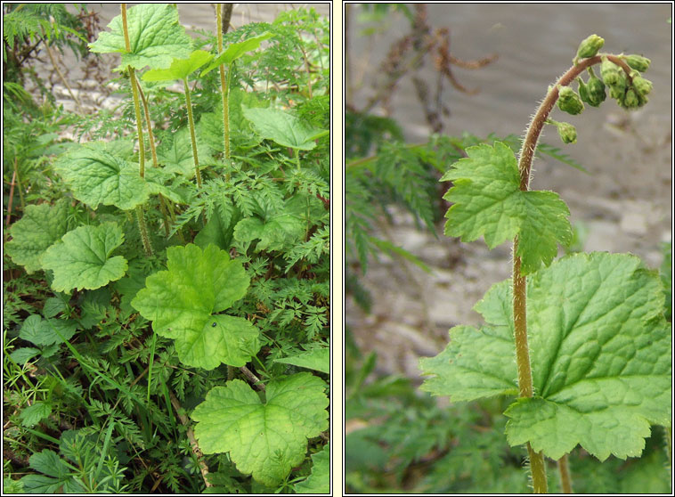 Fringe-cups, Tellima grandiflora