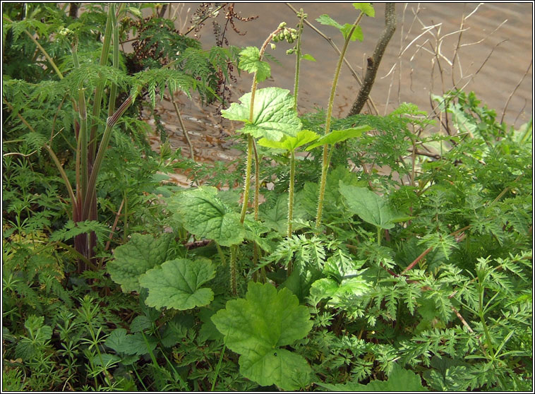 Fringe-cups, Tellima grandiflora