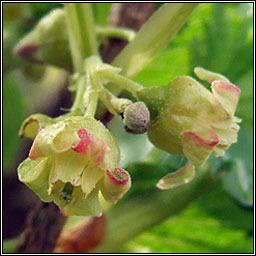 Blackcurrant, Ribes nigrum, Cuirn dubh