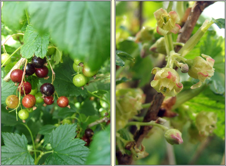 Blackcurrant, Ribes nigrum, Cuirn dubh