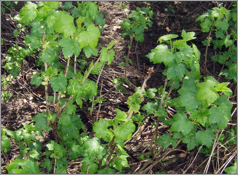 Blackcurrant, Ribes nigrum, Cuirn dubh