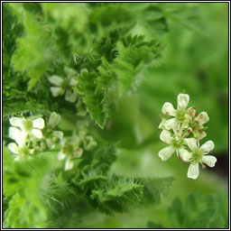 Bur Chervil, Anthriscus caucalis, Peirsil bhog