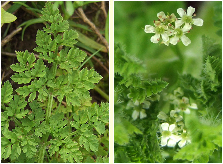 Bur Chervil, Anthriscus caucalis, Peirsil bhog