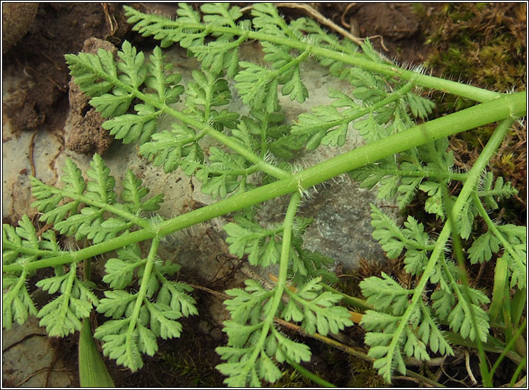 Bur Chervil, Anthriscus caucalis, Peirsil bhog