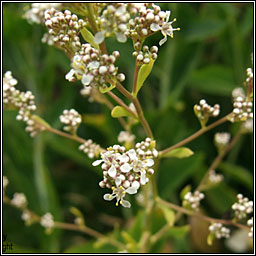 Dittander, Lepidium latifolium, Piobracas