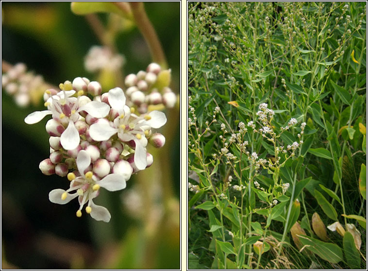 Dittander, Lepidium latifolium, Piobracas