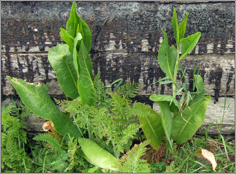 Dittander, Lepidium latifolium, Piobracas