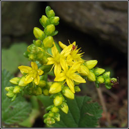 Lesser Mexican Stonecrop, Sedum kimnachii