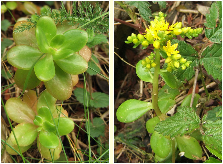 Lesser Mexican Stonecrop, Sedum kimnachii