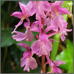 Early Purple Orchid, Orchis mascula, Magairln meidhreach