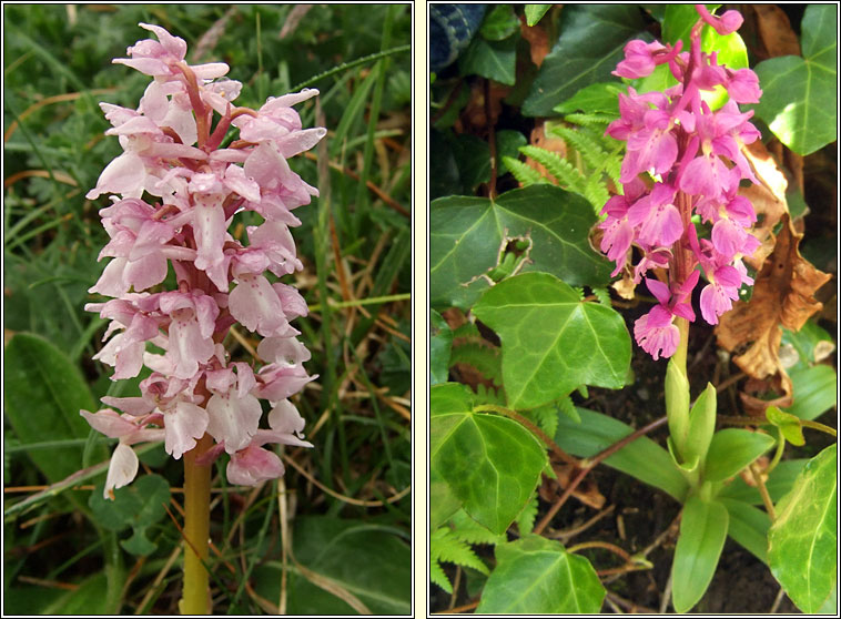 Early Purple Orchid, Orchis mascula, Magairln meidhreach