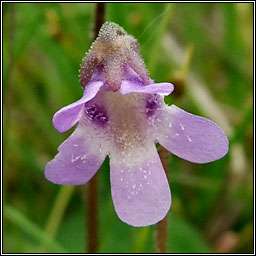 Common Butterwort, Pinguicula vulgaris, Bodn meascin