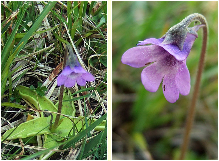 Common Butterwort, Pinguicula vulgaris, Bodn meascin