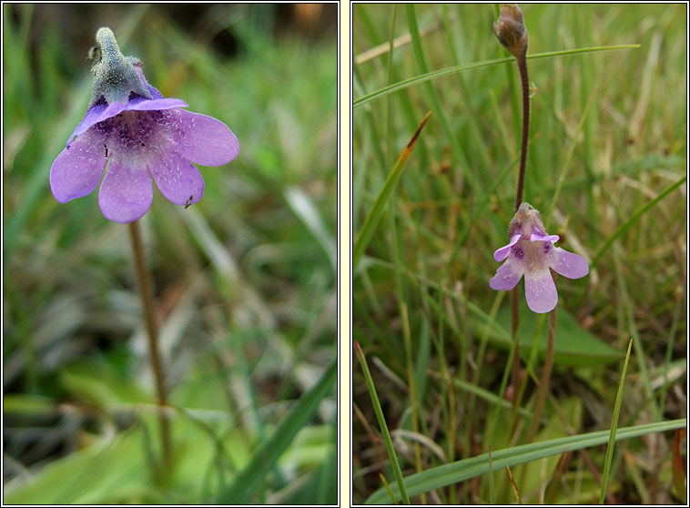 Common Butterwort, Pinguicula vulgaris, Bodn meascin