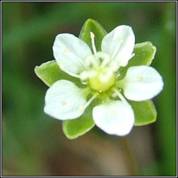 Heath Pearlwort, Sagina subulata, Mongn mna