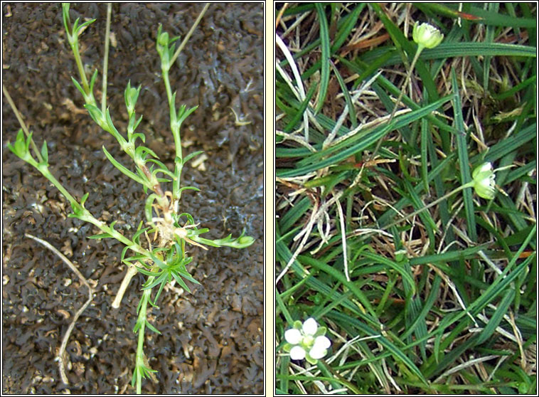 Heath Pearlwort, Sagina subulata, Mongn mna