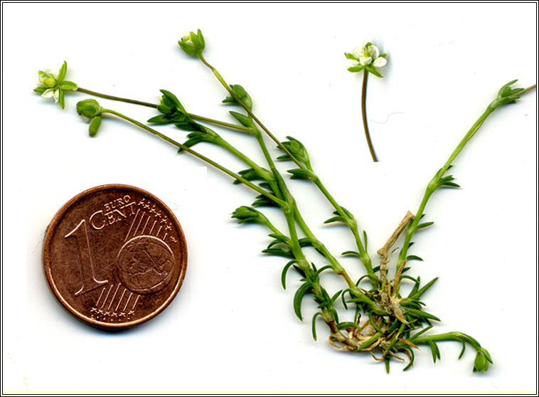 Heath Pearlwort, Sagina subulata, Mongn mna