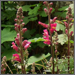 Snapdragon, Antirrhinum majus, Srubh lao